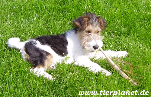 Foxterrier-Welpe
