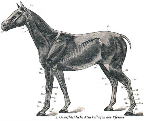Oberflächliche Muskellagen des Pferdes