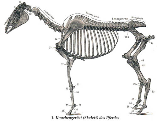 Knochengerüst (Skelett) des Pferdes
