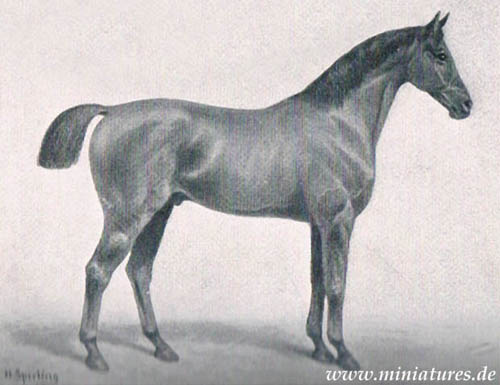 Trakehner