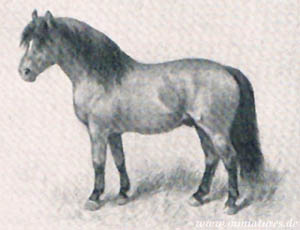 Shetlandpony